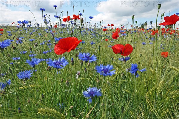 Corn poppy and cornflower