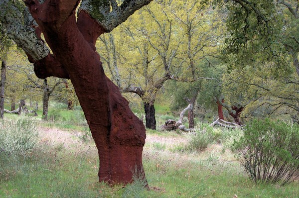 Cork oak