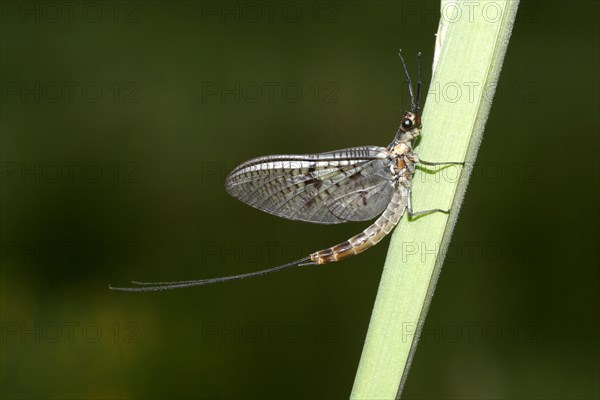 Common mayfly