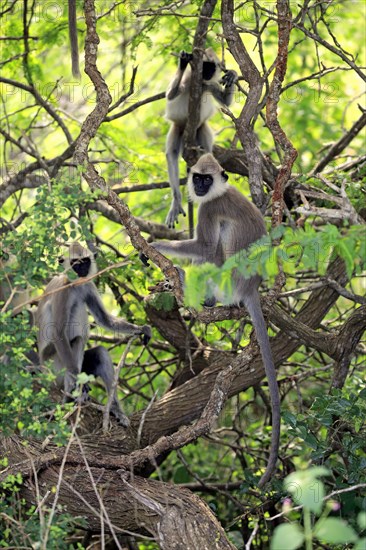 Southern Hanuman langur