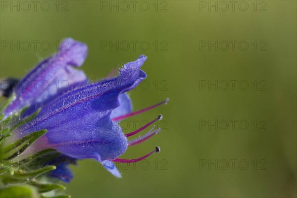 Viper's BuglossCommon Viper's Bugloss