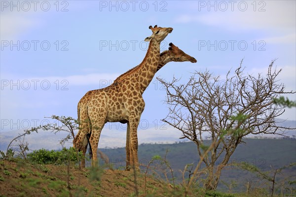 Southern giraffe