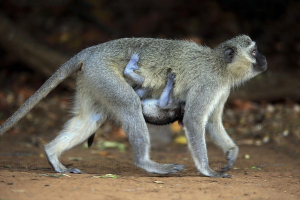 Vervet monkey