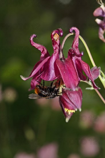 Columbine