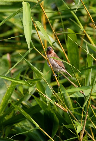 Scaly-breasted Munia