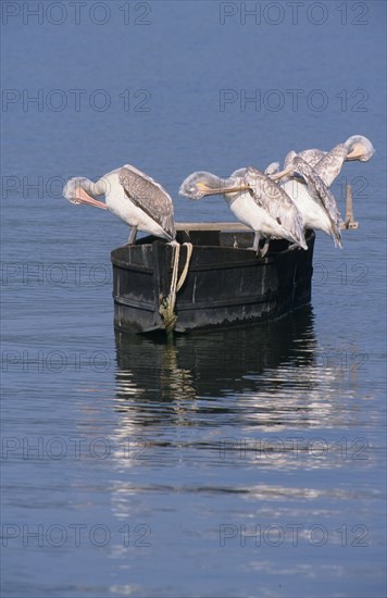 Dalmatian Pelican