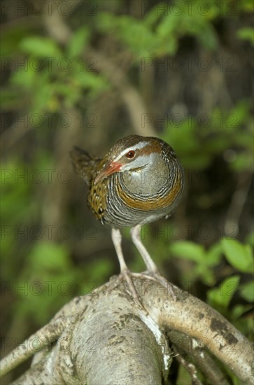 Buff-banded buff-banded rail