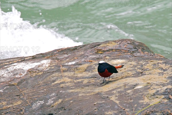 White-capped Water-redstart