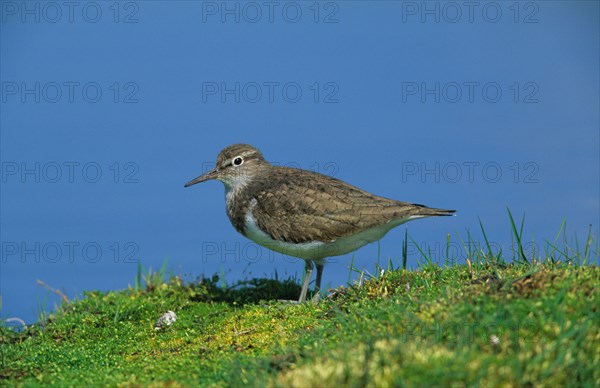 Common sandpiper