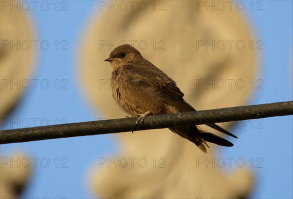 Dusky Crag-martin