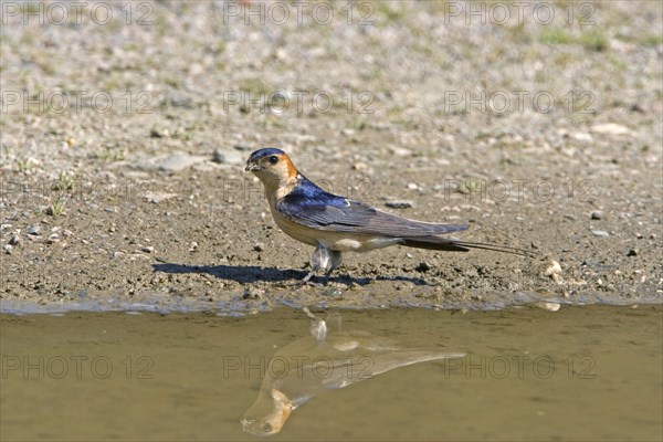 Red-rumped Swallow