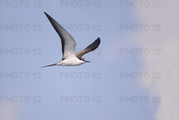 Bridled tern