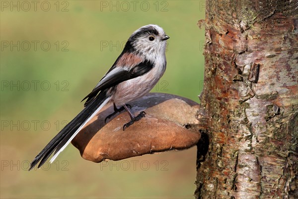 Long-tailed Tit