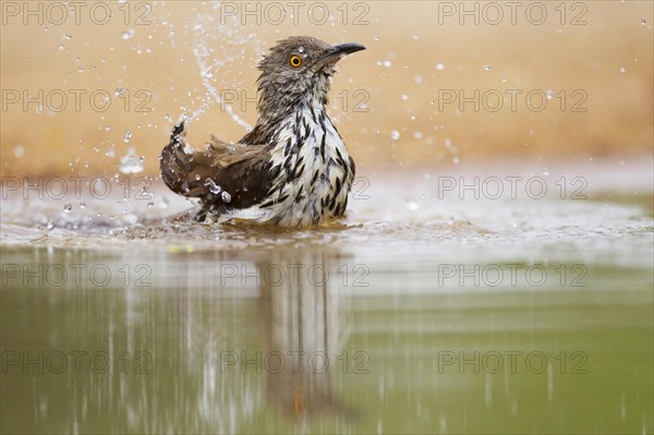 Long-billed thrasher