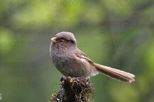 Monochrome Parrotbill