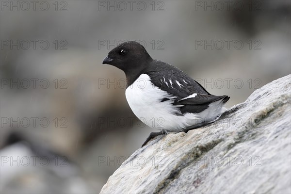 Little Auk