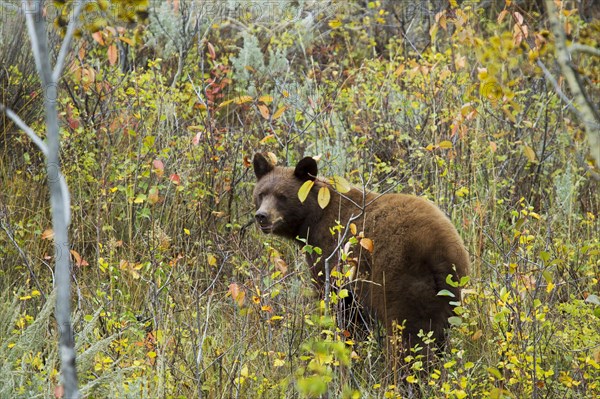 American Black Bear