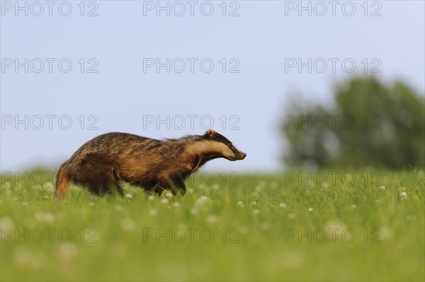 Eurasian Badger