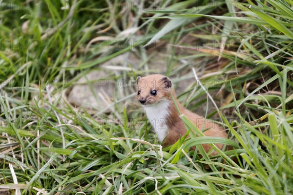 Least weasel