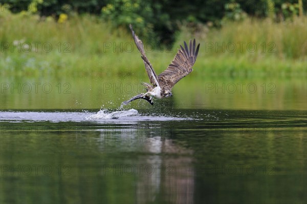 Western osprey