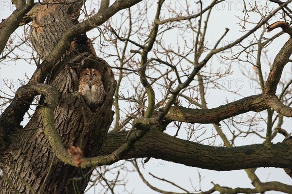 Tawny owl