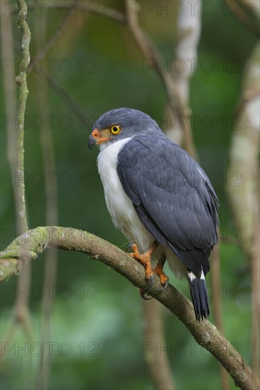 Semiplumbeous Hawk