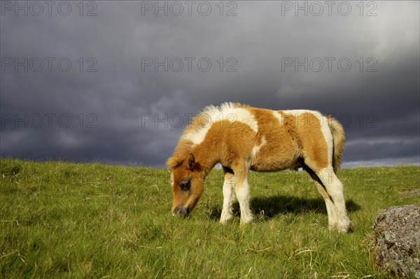 Dartmoor Pony