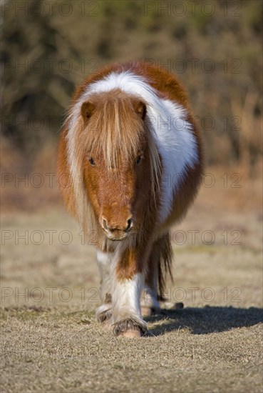 Shetland pony