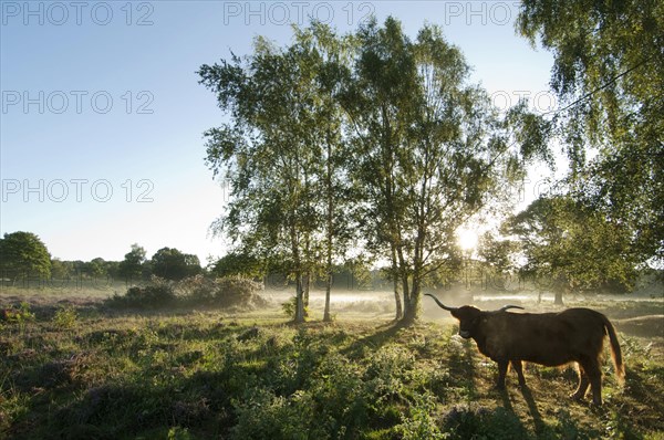 Highland cattle