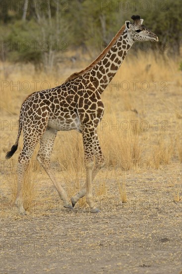Thornicroft's Giraffe