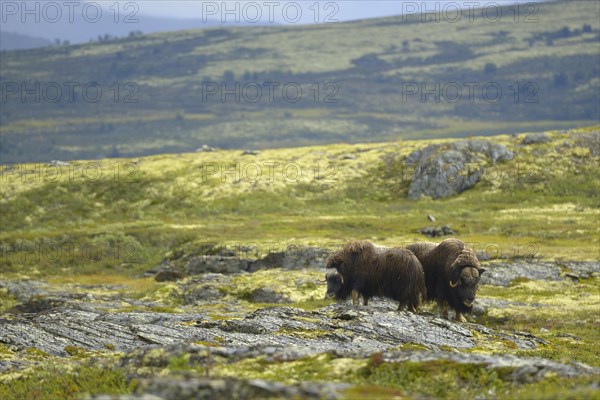 Musk oxes