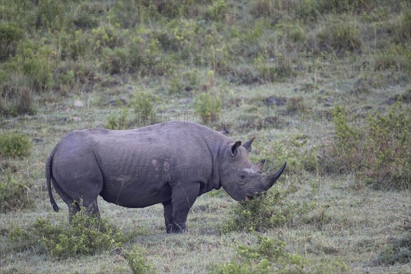 Black rhino