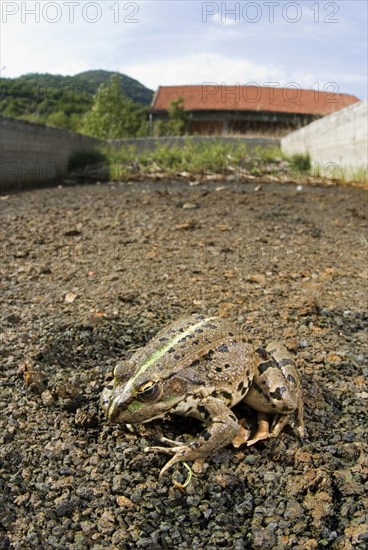 Marsh Frog