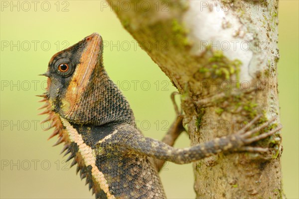 Forest Crested Agama