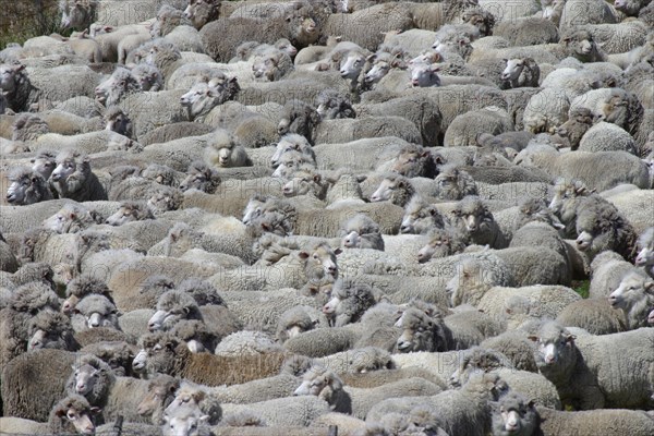 Carradale sheep waiting to be shorn Falkland