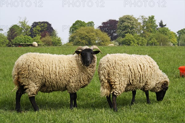 Domestic Sheep