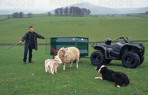 Sheep farming