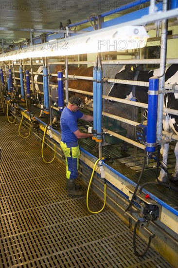 Dairy farmer in milking parlour