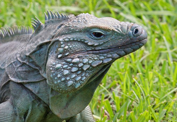 Blue iguana