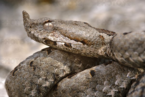 Nose-horned Viper