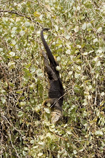 Land Iguana