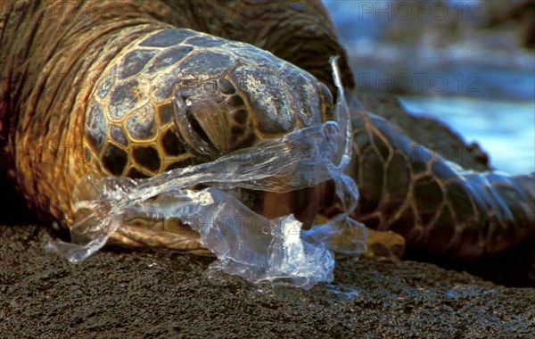 Chelonia mydas agassizi