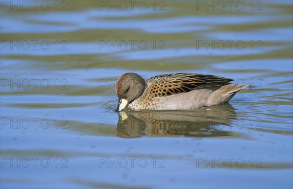 South American Teal Teal Teal Teal