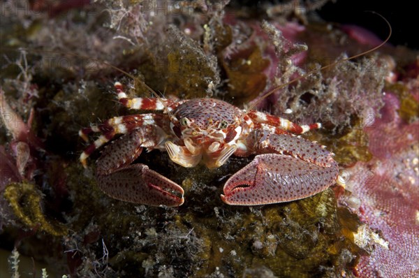 Porcelain Crab