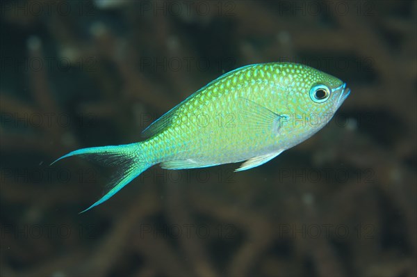 Black-axil chromis