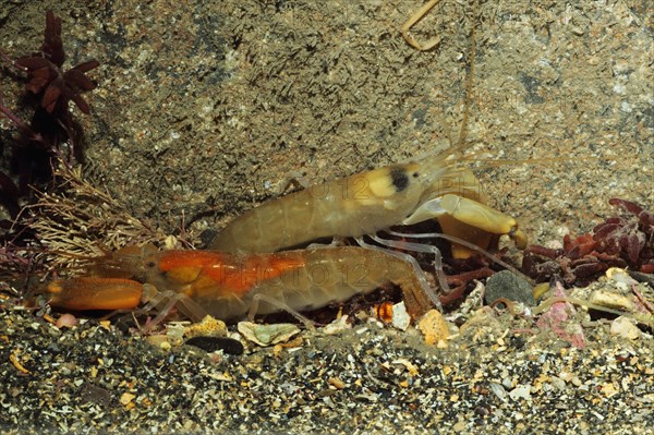 Snapping Prawn