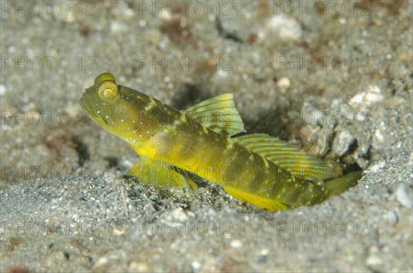 Yellow Lemon Watchman Goby