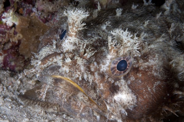 Frogfish