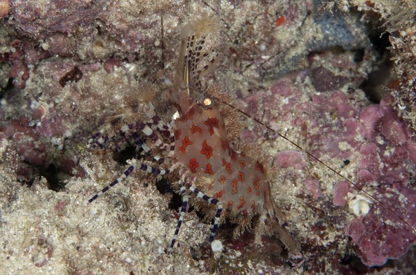 Common Marble Shrimp