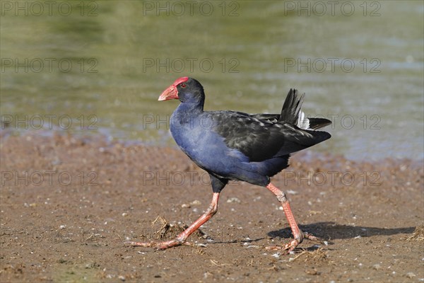 Purple Swamphen